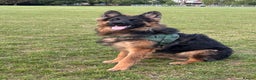 German Shepherd dogs for sale: Rehoming 1 Year Old Male German Shepherd - Advert 31