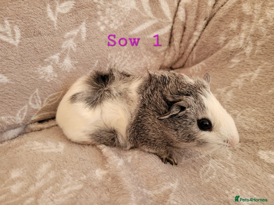 Guinea Pig rodents for sale: Beautiful baby girl guinea pigs  - Advert 1