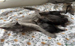 Maine Coon cats for sale: Maine coon x Russian Blue - Image 15