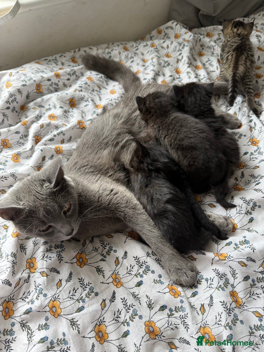 Maine Coon cats for sale: Maine coon x Russian Blue - Image 15