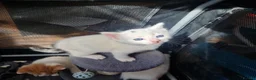 Mixed Breed cats for sale: Beautiful kittens READY TODAY  - Advert 18