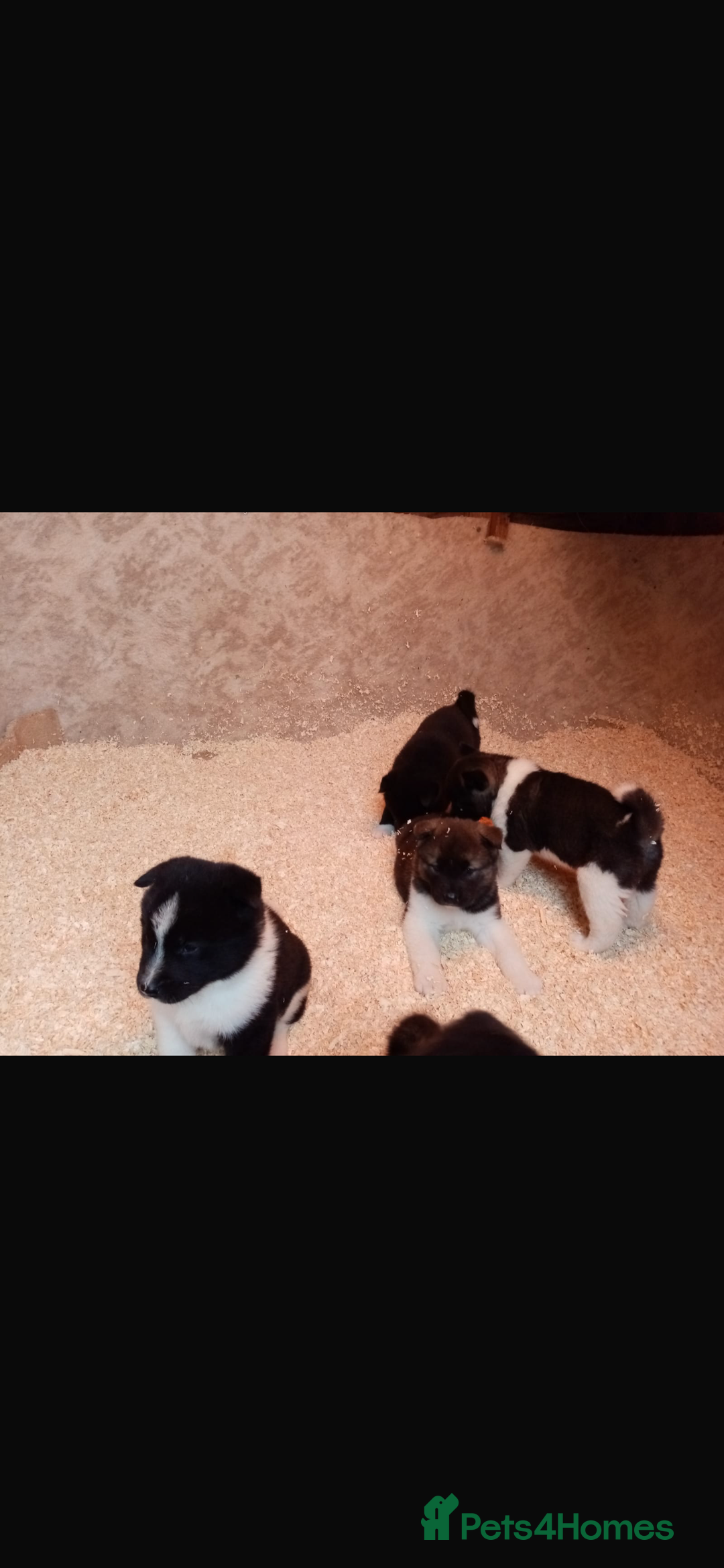 Akita dogs for sale: 7 bear faced American Akitas puppies  - Advert 8