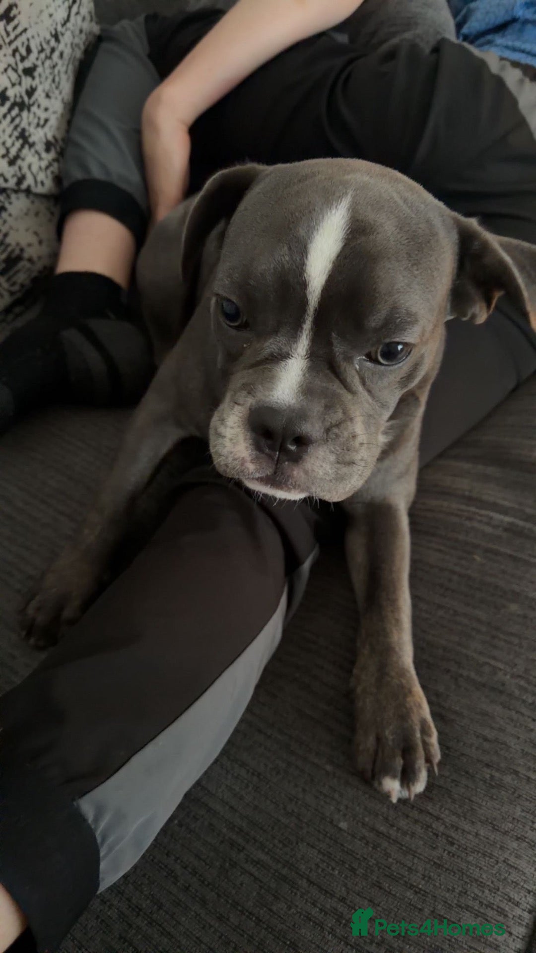 Mixed Breed dogs French cross English bulldog male for rehoming - Advert 6