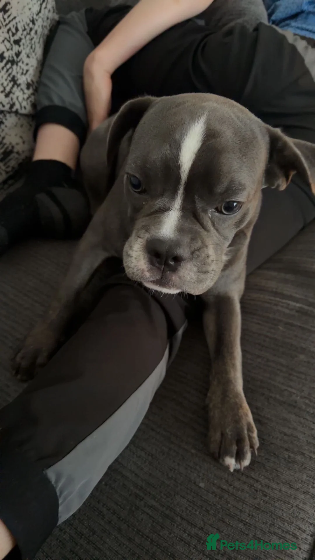 Mixed Breed dogs for sale: French cross English bulldog male for rehoming in Newcastle upon Tyne - Advert 1