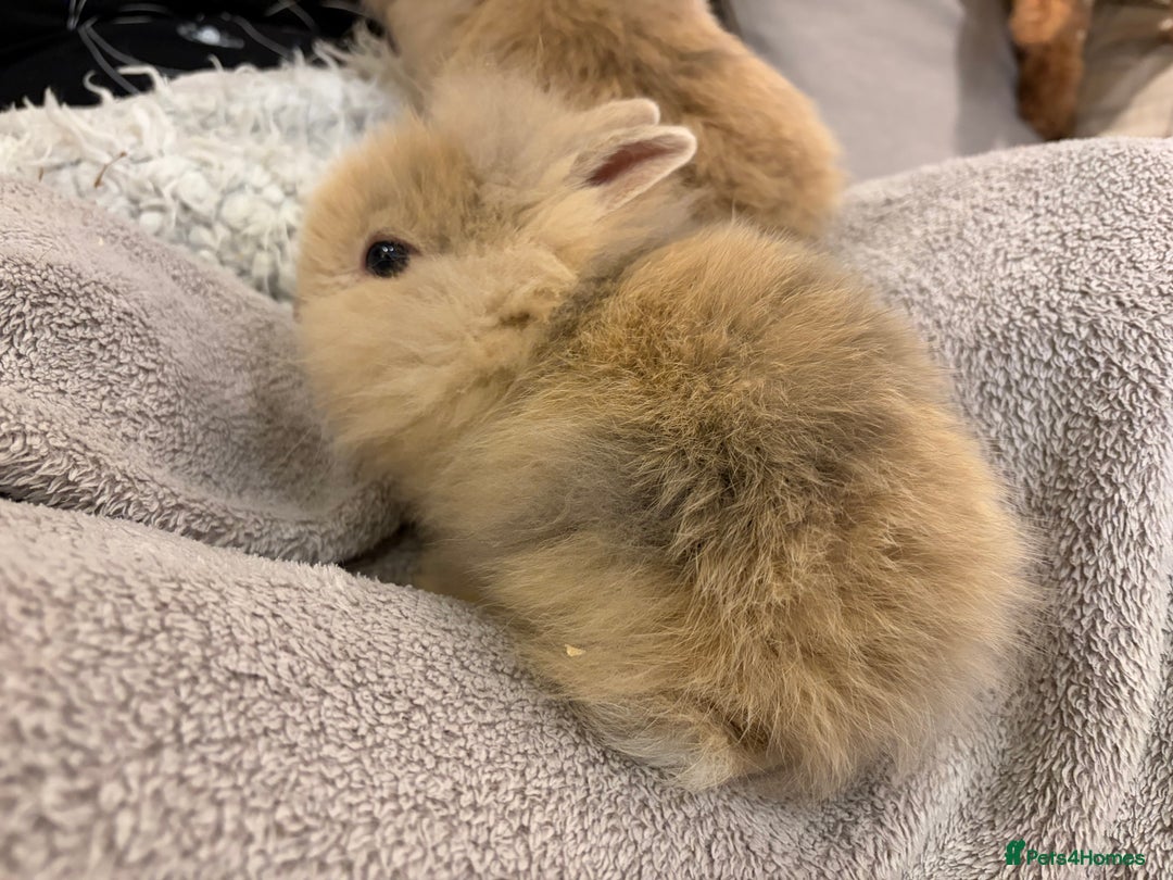 Lionhead rabbits for sale: Double maned lion head bunnies for sale  - Advert 11