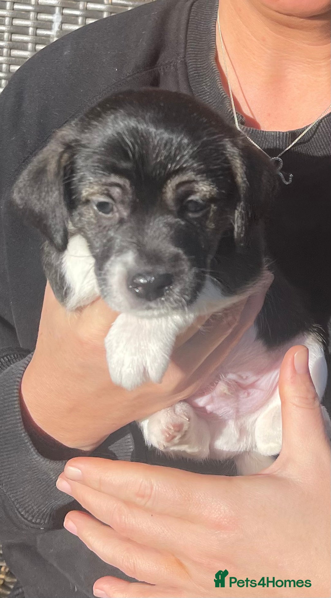 Jack Russell dogs for sale: Stunning Jack Russell puppies - Advert 27