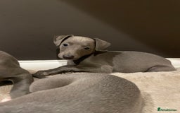 Whippet dogs for sale: 6 gorgeous blue whippet puppies  - Image 12