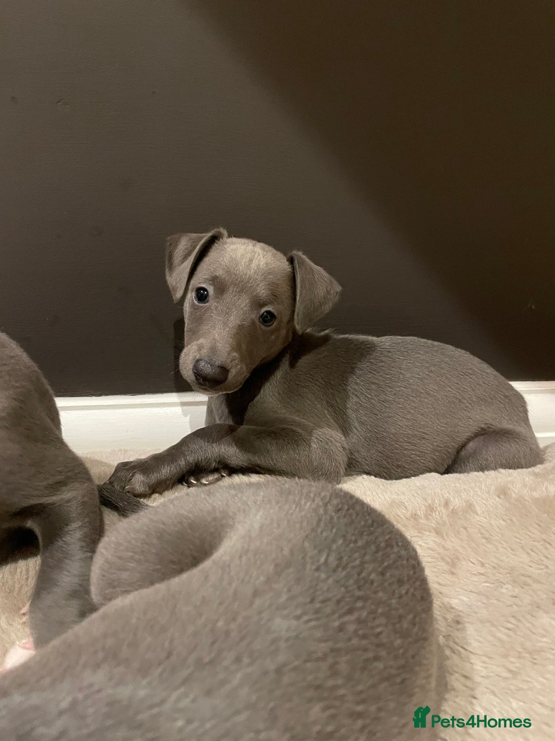 Whippet dogs for sale: 6 gorgeous blue whippet puppies  - Image 12