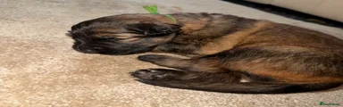 German Shepherd 1 - Green collar