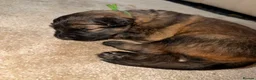 German Shepherd dogs for sale: German Shepherd Puppies 🐾 - Advert 16