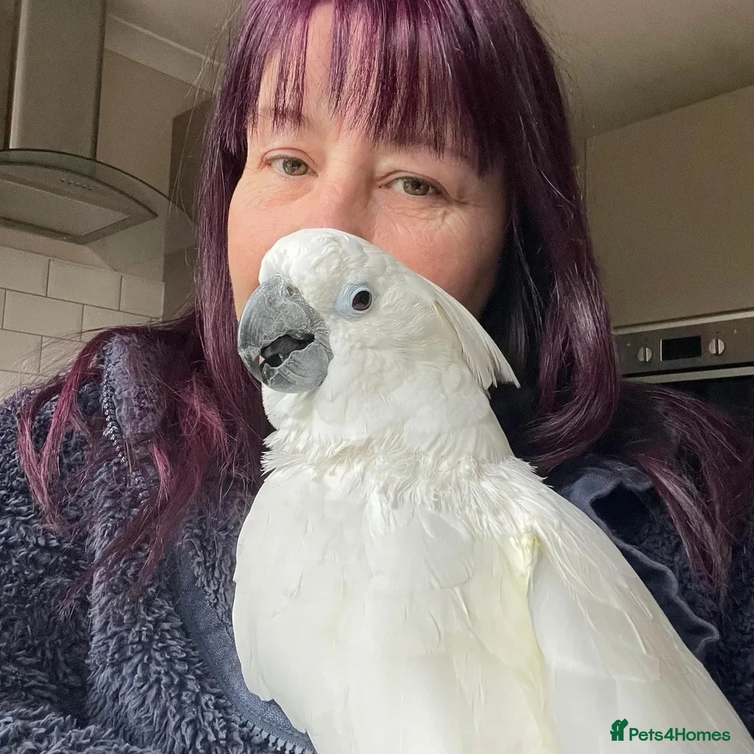 Cockatoo birds for sale: Female umbrella cockatoo!  in Market Rasen - Advert 1