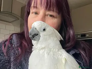 Cockatoo birds Female umbrella cockatoo! - Advert 6