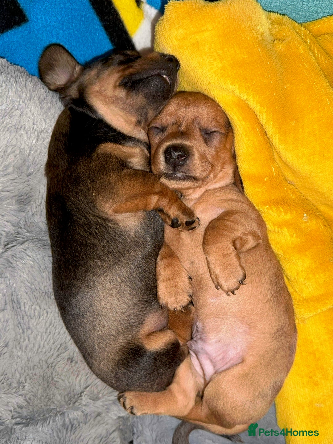Dachshund dogs for sale: Dachshund puppies for sale  - Advert 2