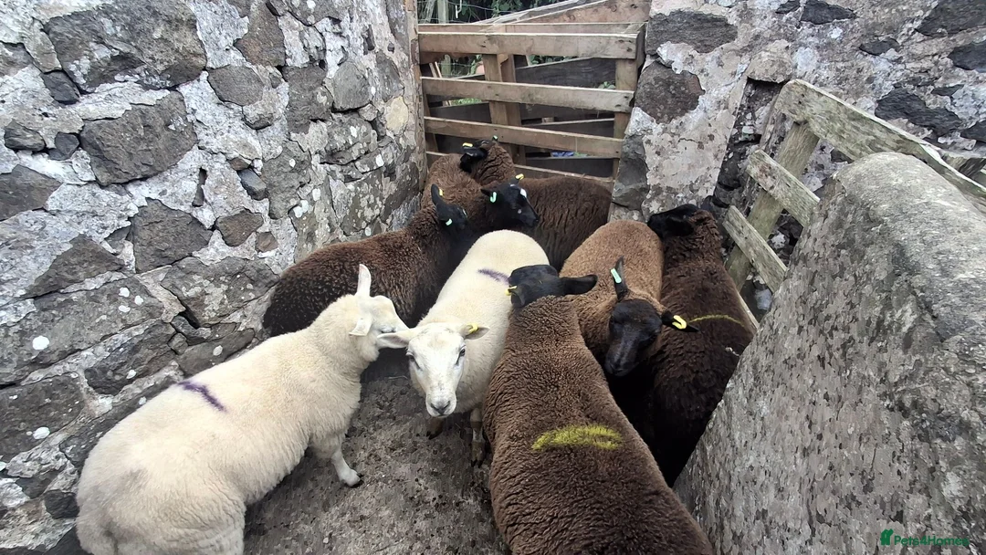 Sheep livestock for sale: Lambs (Weaned)  - Advert 3