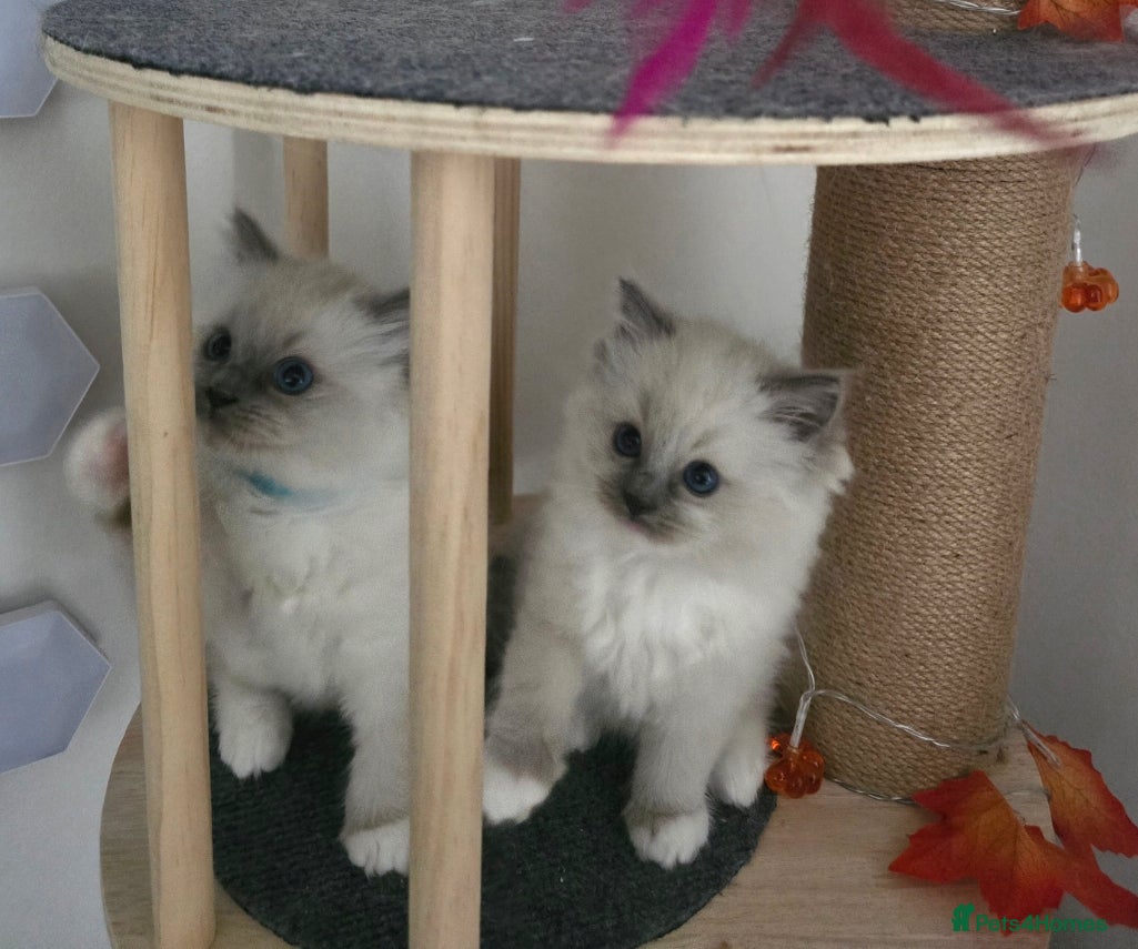 Ragdoll cats for sale: ✨ Purrfectly Plush Paws: GCCF Registered Ragdolls✨ - Advert 1