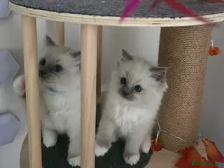 Ragdoll cats ✨ Purrfectly Plush Paws: GCCF Registered Ragdolls✨ - Advert 5