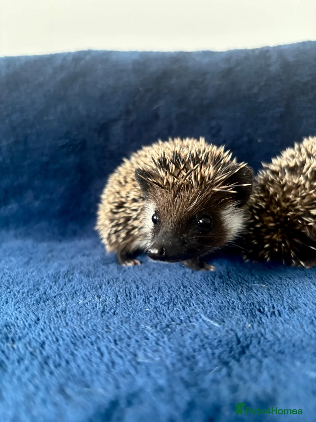 Pygmy Hedgehog rodents for sale: African Pygmy Hedgehogs  - Advert 2