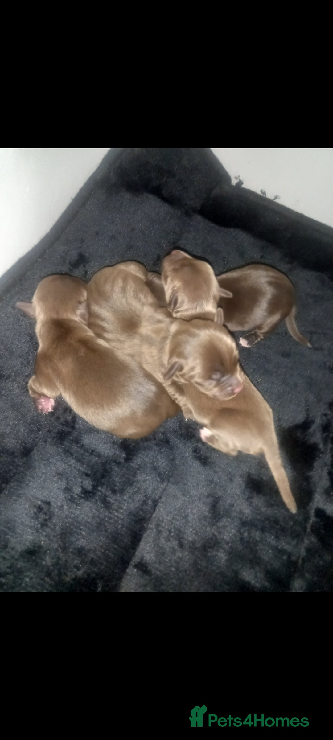 Mixed Breed dogs for sale: Cockerjack puppies - Image 2