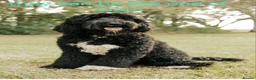 Goldendoodle dogs for sale: F1B Rare black standard Goldendoodle North Wales  - Advert 20
