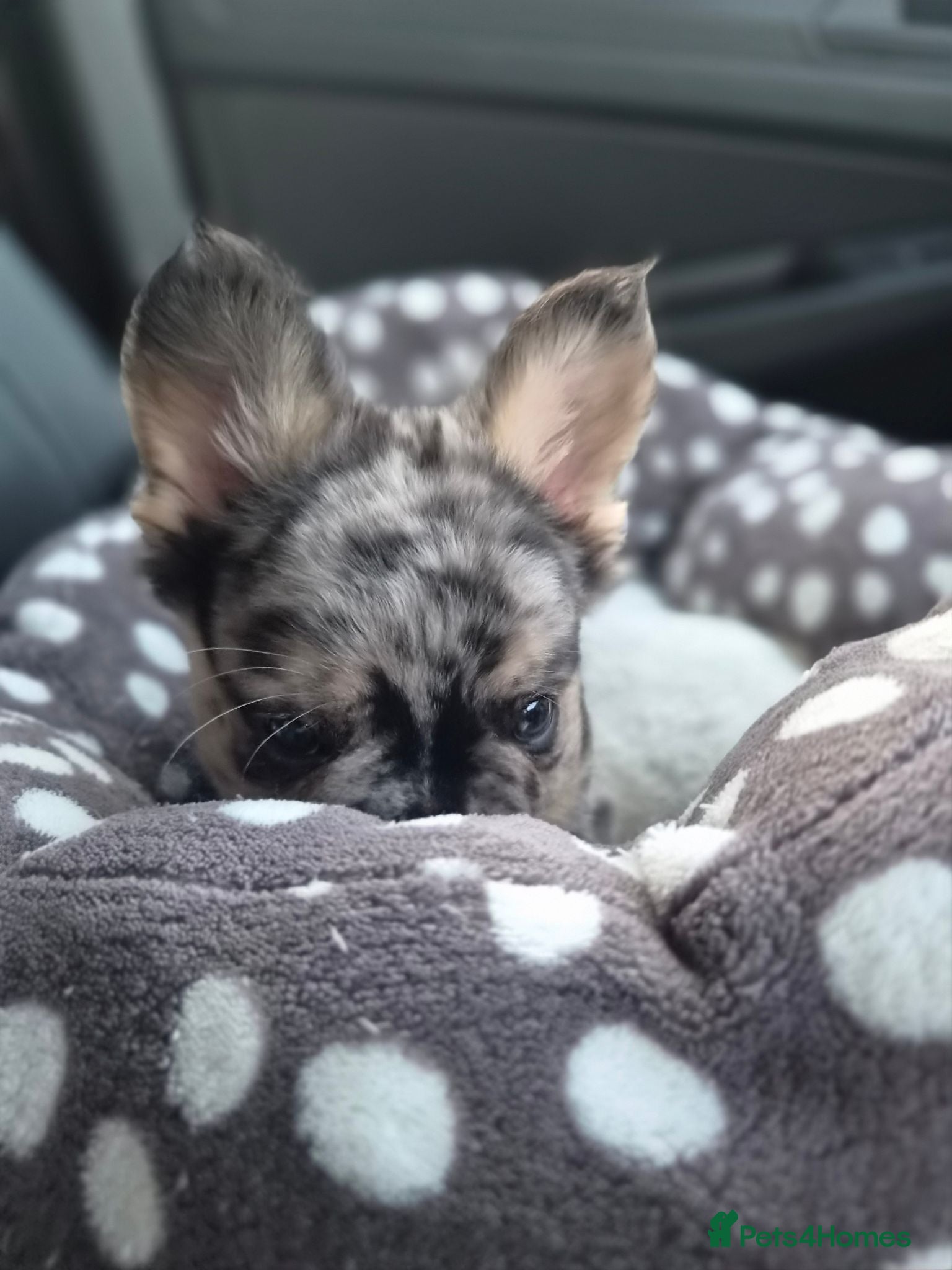 French Bulldog dogs Floodle french bulldog - Advert 2