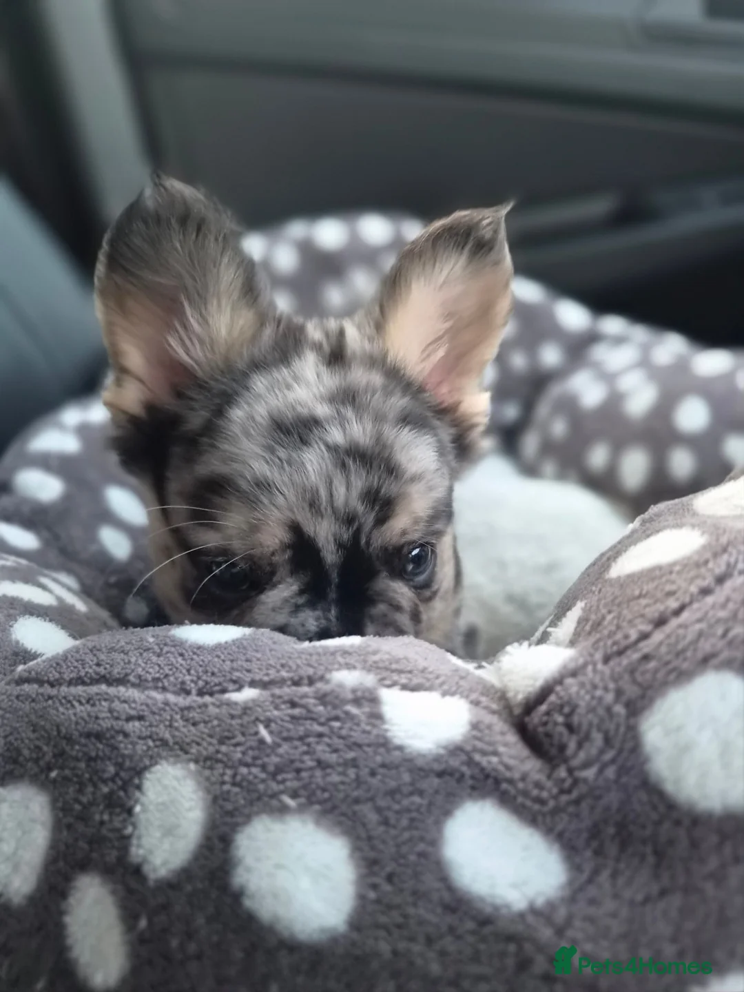 French Bulldog dogs for sale: Floodle french bulldog - Advert 2
