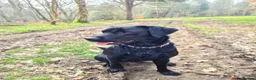 Labrador Retriever dogs for sale: Health tested KC Labrador Puppies in Newbury - Advert 1