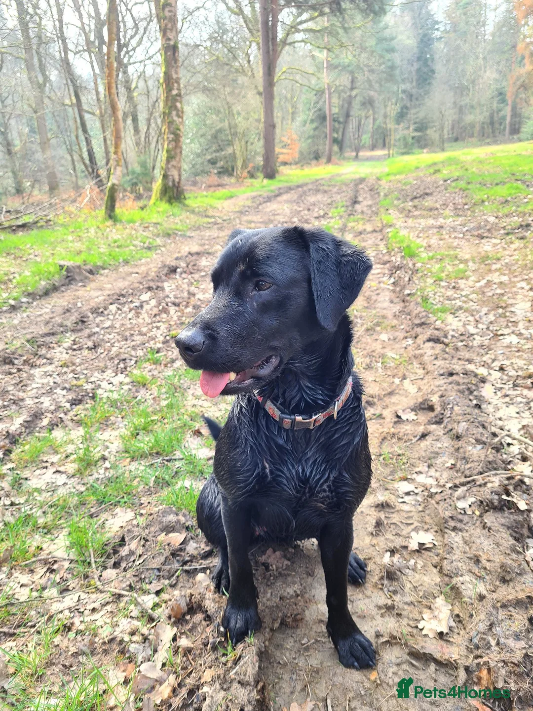 Labrador Retriever dogs for sale: Health tested KC Labrador Puppies in Newbury - Advert 1