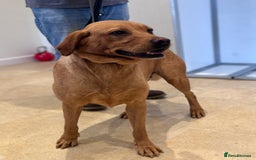 Labrador Retriever dogs for sale: Adult - KC Reg Labrador Retriever Fox Red Bitch  - Image 6