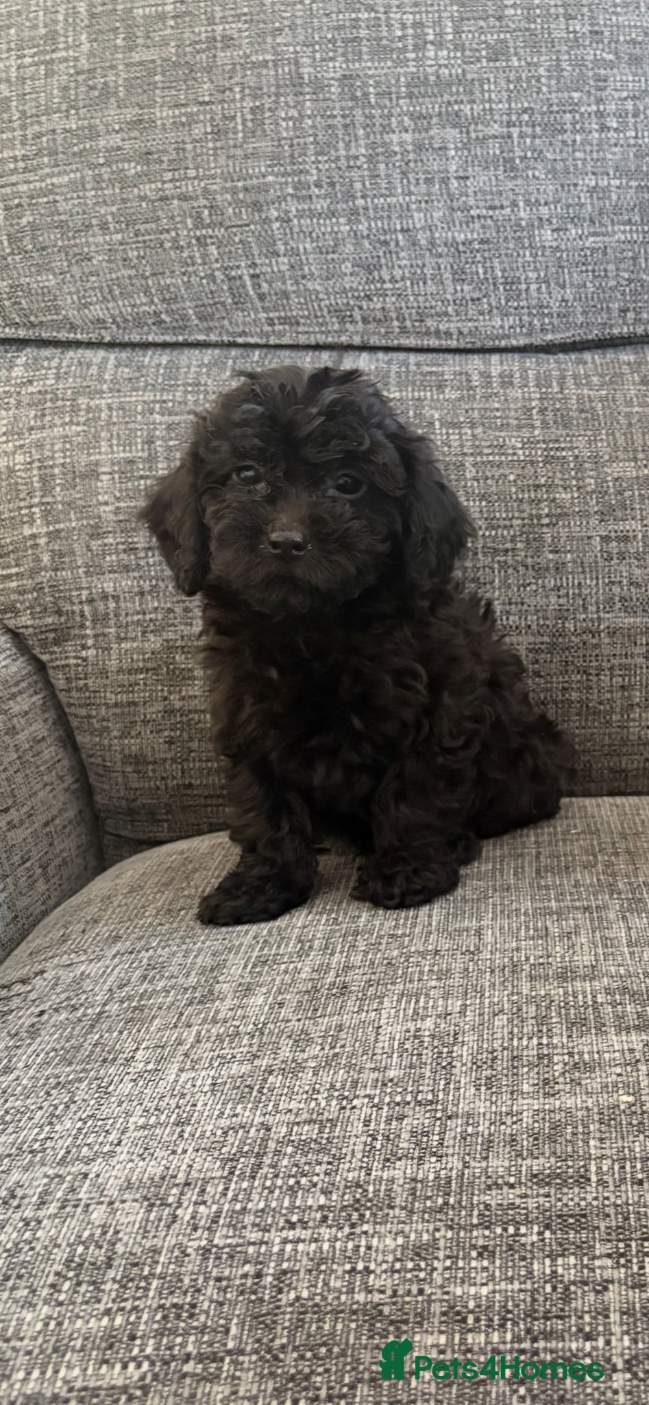 Cavapoo dogs Health tested Cavapoo puppies  - Advert 17