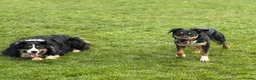 Sprollie dogs for sale: Springer x Collie looking for new home. in Northampton - Advert 8