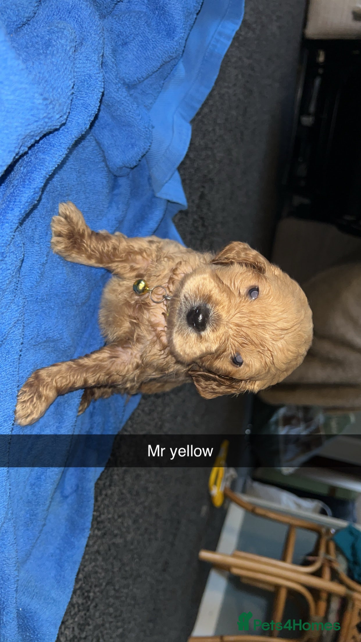 Goldendoodle dogs F1 golden doodle 6 left viewings from 5th onwards - Advert 5