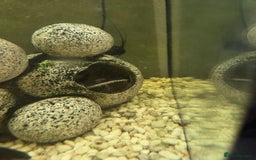 Catfish fish for sale: 4 different catfish - Image 1
