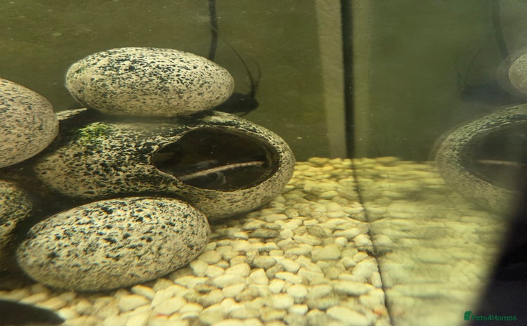 Catfish fish - Advert 1