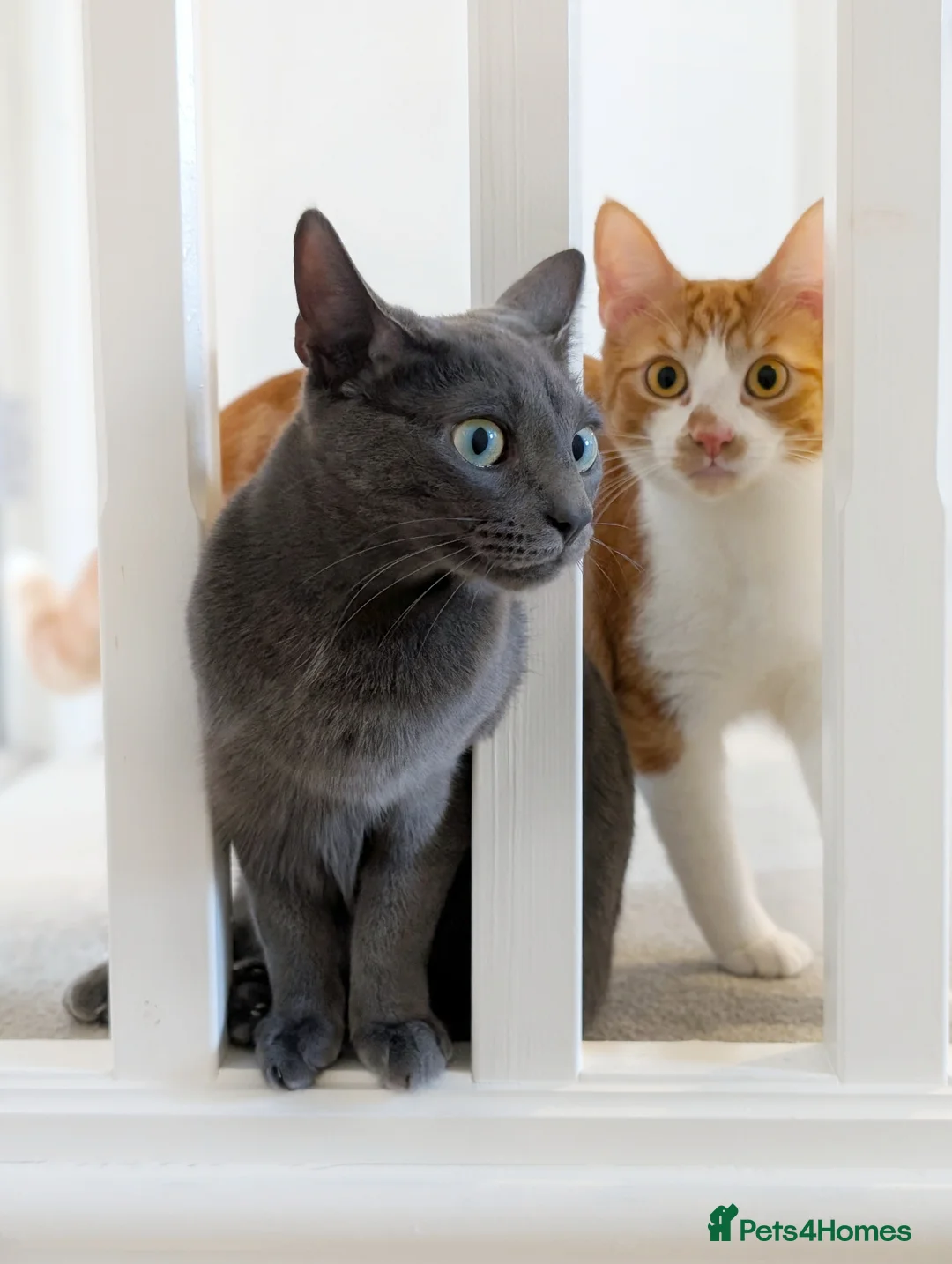 Mixed Breed cats for sale: Heartbreakingly Reluctant Sale -Beautiful Brothers - Advert 2