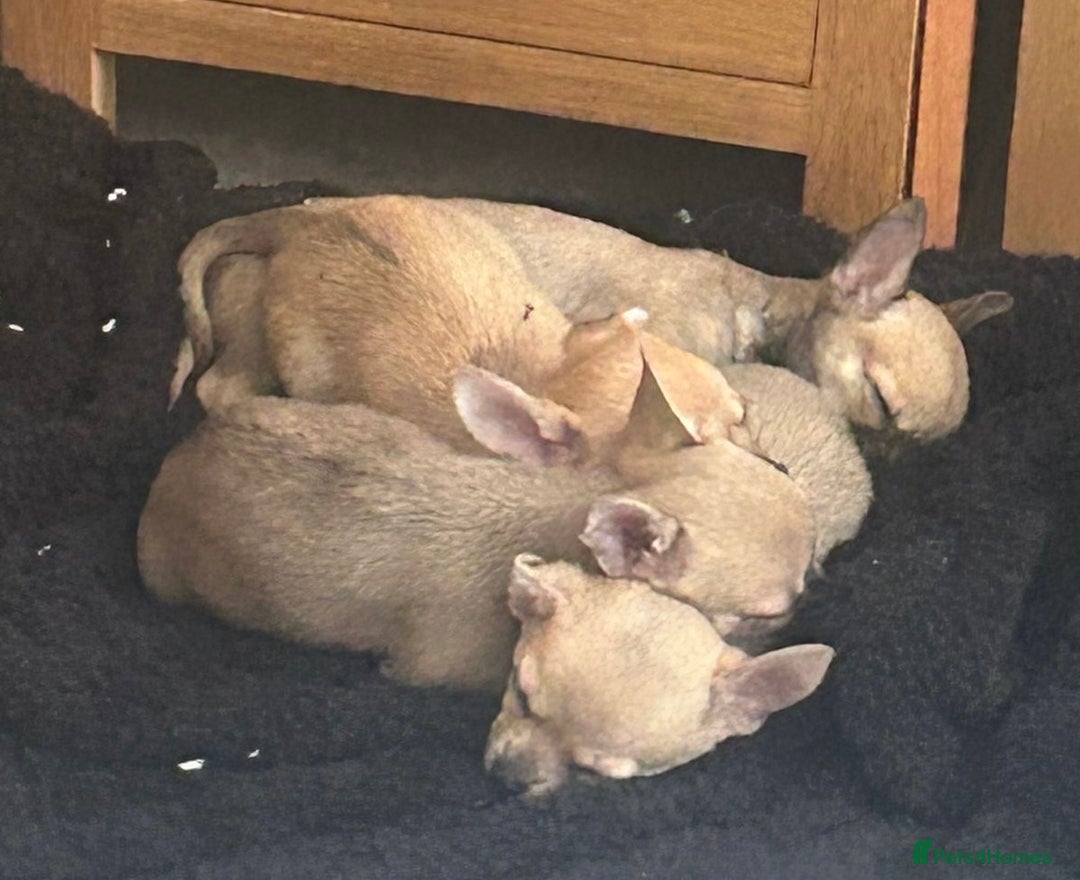 Chihuahua dogs for sale: Pure Breed Pedigree Certificated Chihuahua Puppies - Image 6