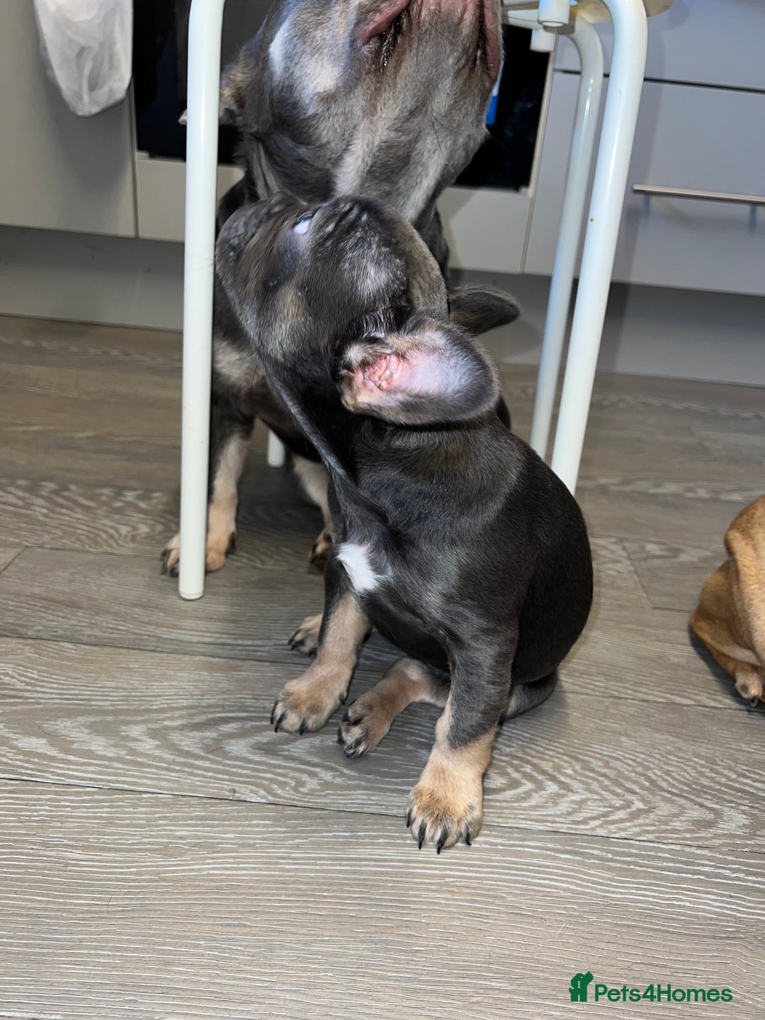 French Bulldog dogs for sale: Adorable Purebred Female French Bulldogs Ready! - Advert 4