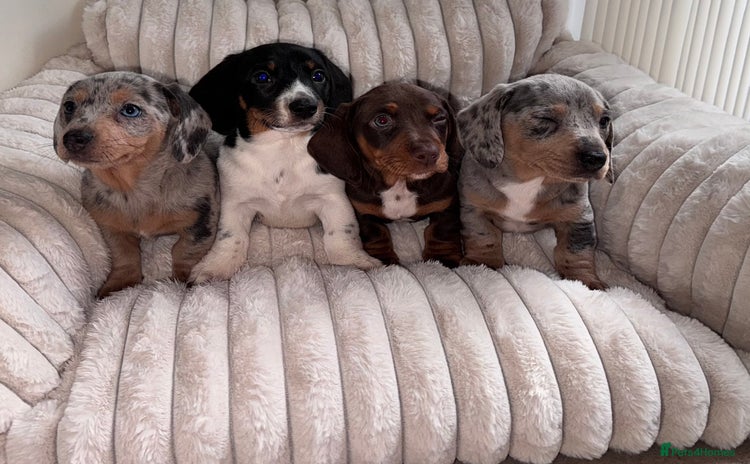 Miniature Dachshund dogs - Advert 8