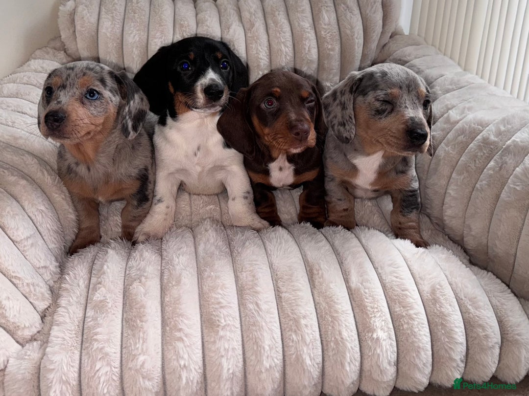 Miniature Dachshund dogs for sale: Miniature dachshund  - Image 1