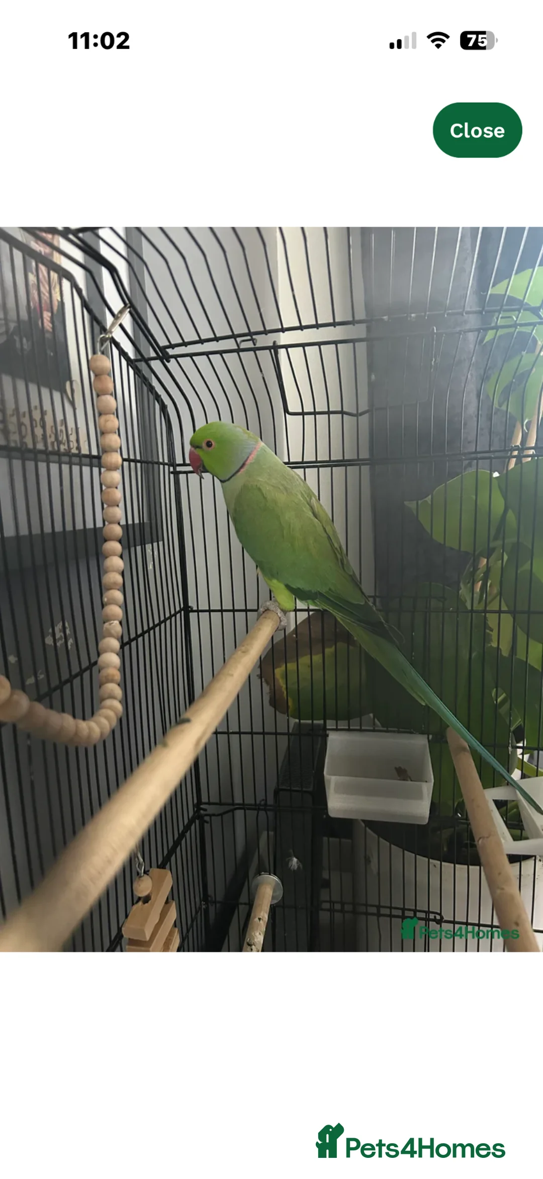 Ringnecks birds for sale:  green indian ringneck  in Wellingborough - Advert 3