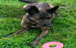 Belgian Shepherd Dog dogs for sale: Belgium Shepard girl needs new home - Image 12