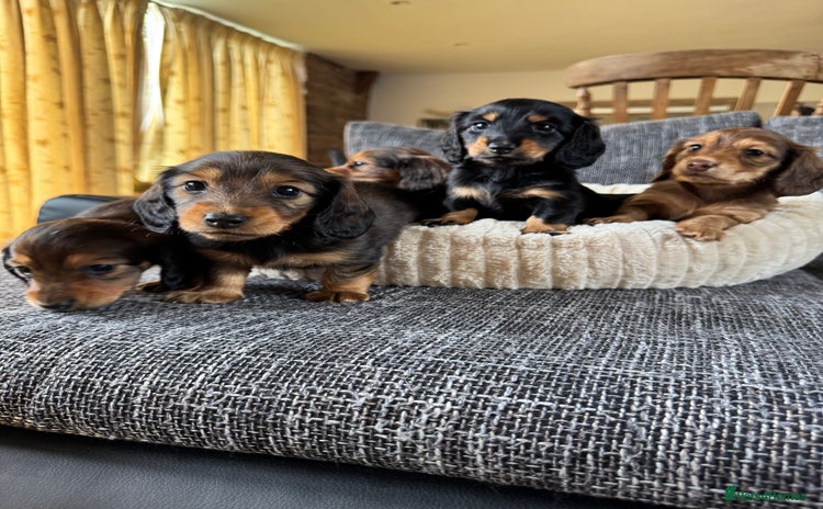 Miniature Dachshund dogs - Advert 15