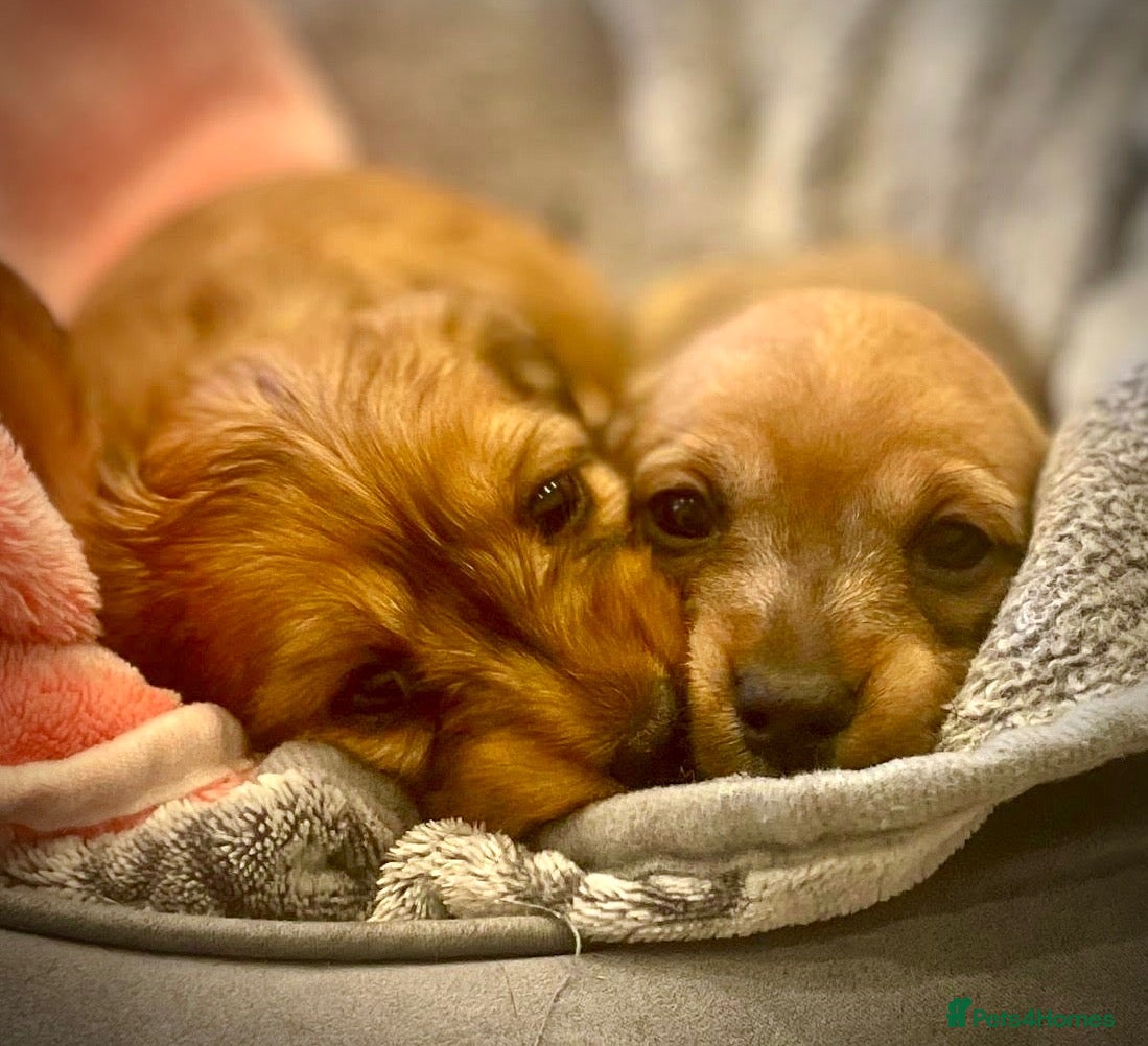 Miniature Dachshund dogs Gorgeous miniature Dachshund puppies-family raised - Advert 1