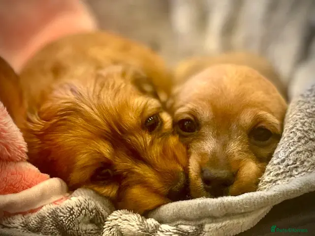 Miniature Dachshund dogs for sale: Gorgeous miniature Dachshund puppies-family raised - Advert 1