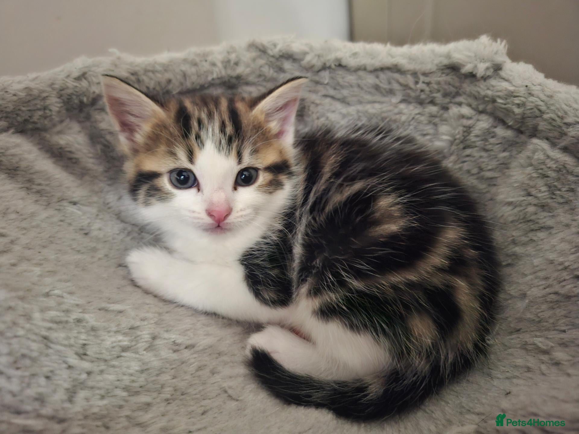 Mixed Breed cats for sale: 🐾 Adorable Kittens – Taking Reservations Now! - Advert 2
