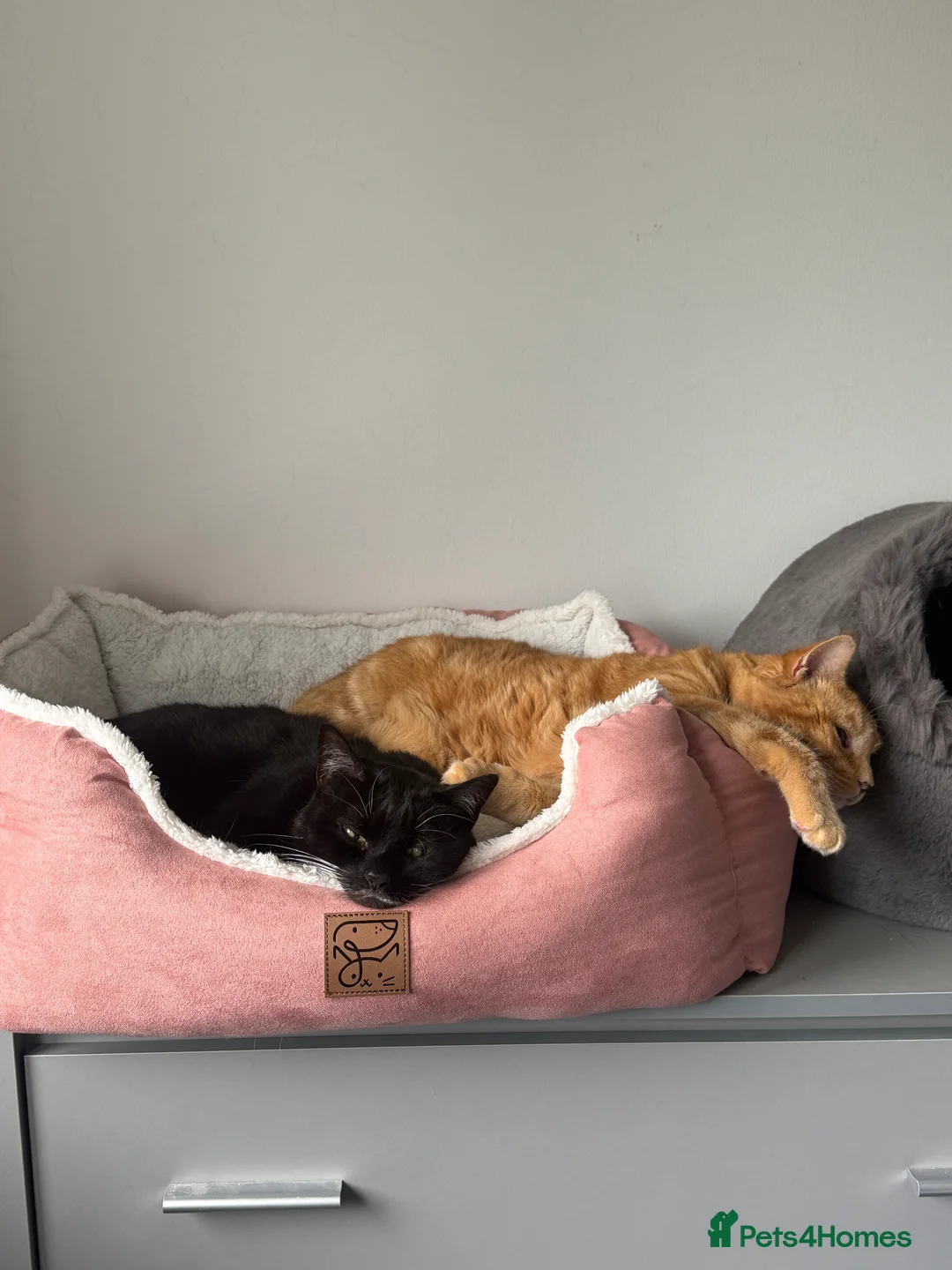 Mixed Breed cats for sale:  **  -indoor cats - Advert 4