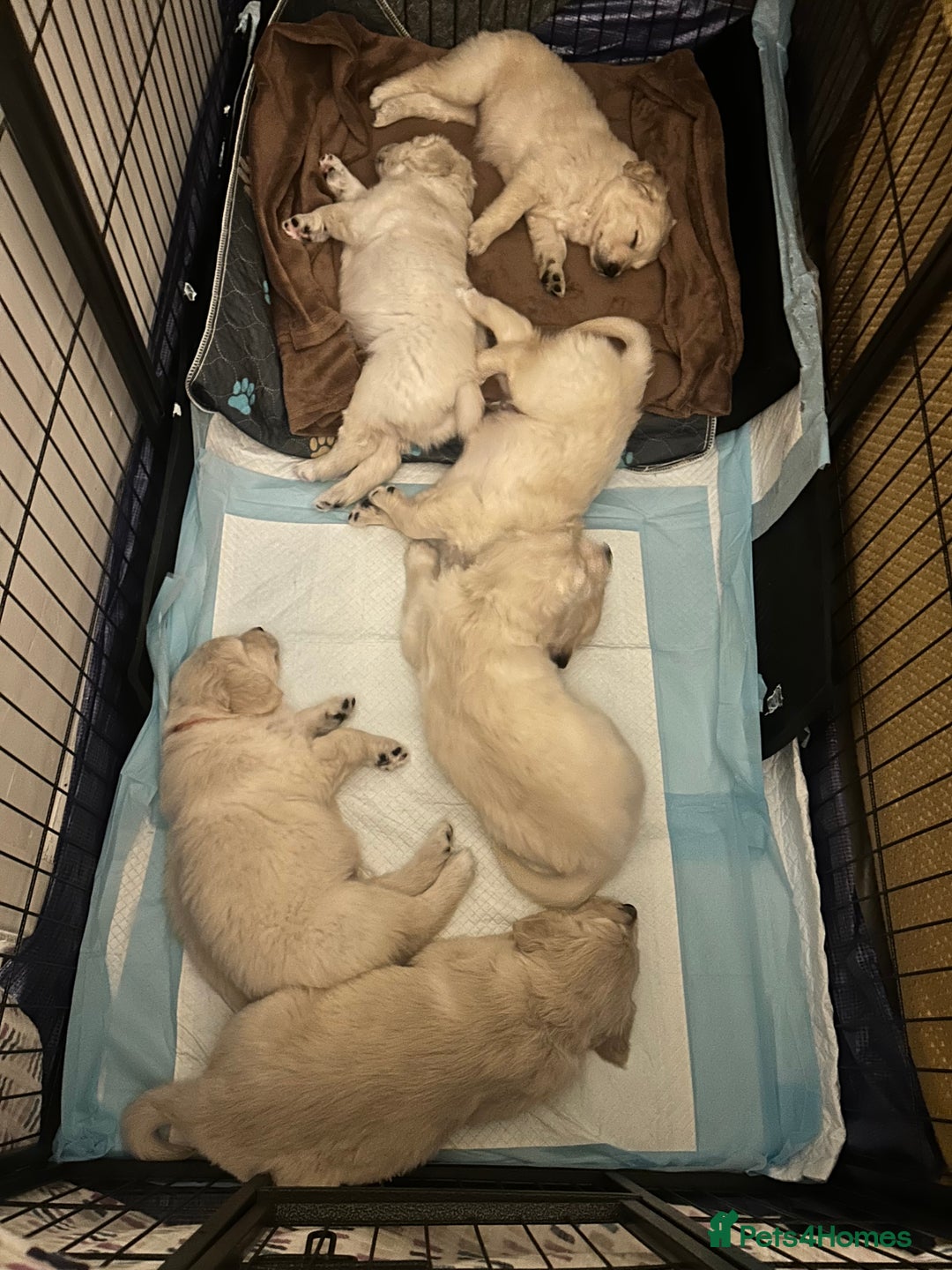 Golden Retriever dogs for sale: Golden retriever puppies  - Image 13