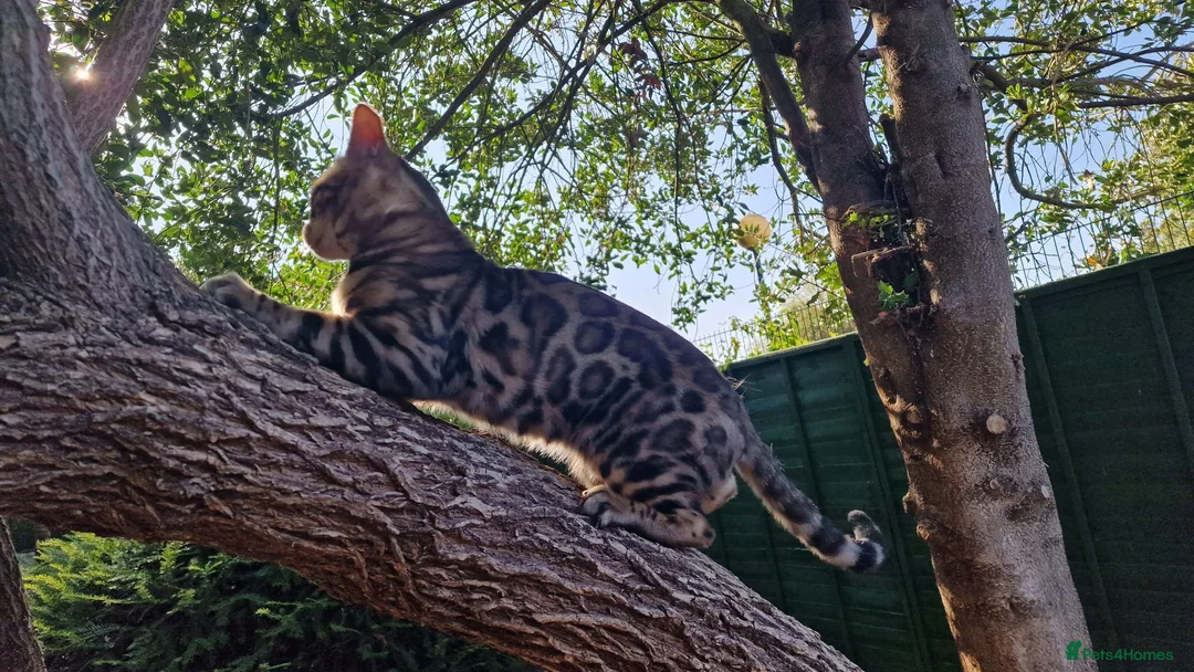 Bengal cats for stud: Bengal cat for stud, Fabio. - Advert 2