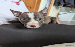 English Bull Terrier dogs for sale: English bull terrier cross staffys - Image 35