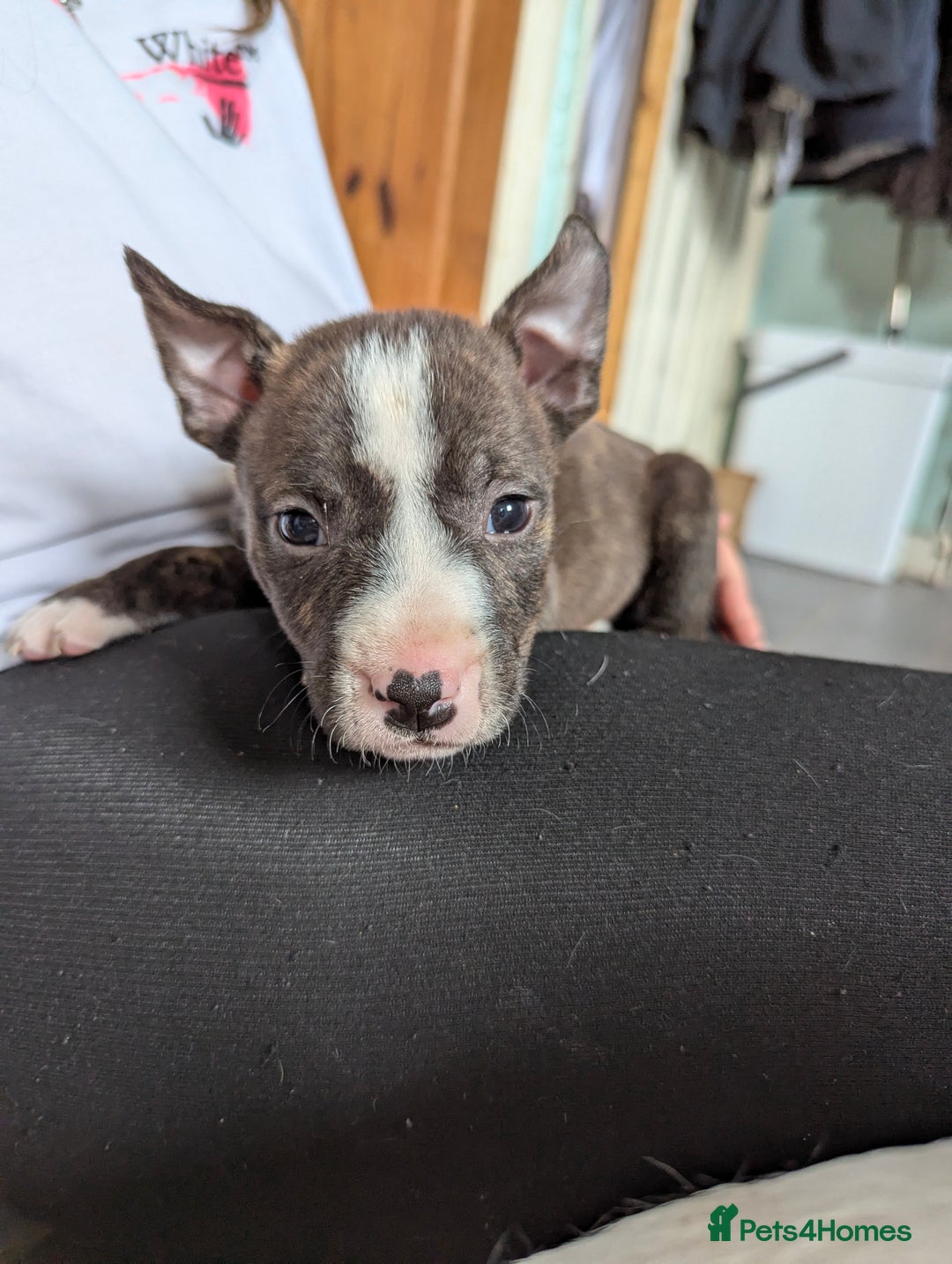 English Bull Terrier dogs for sale: English bull terrier cross staffys - Image 35