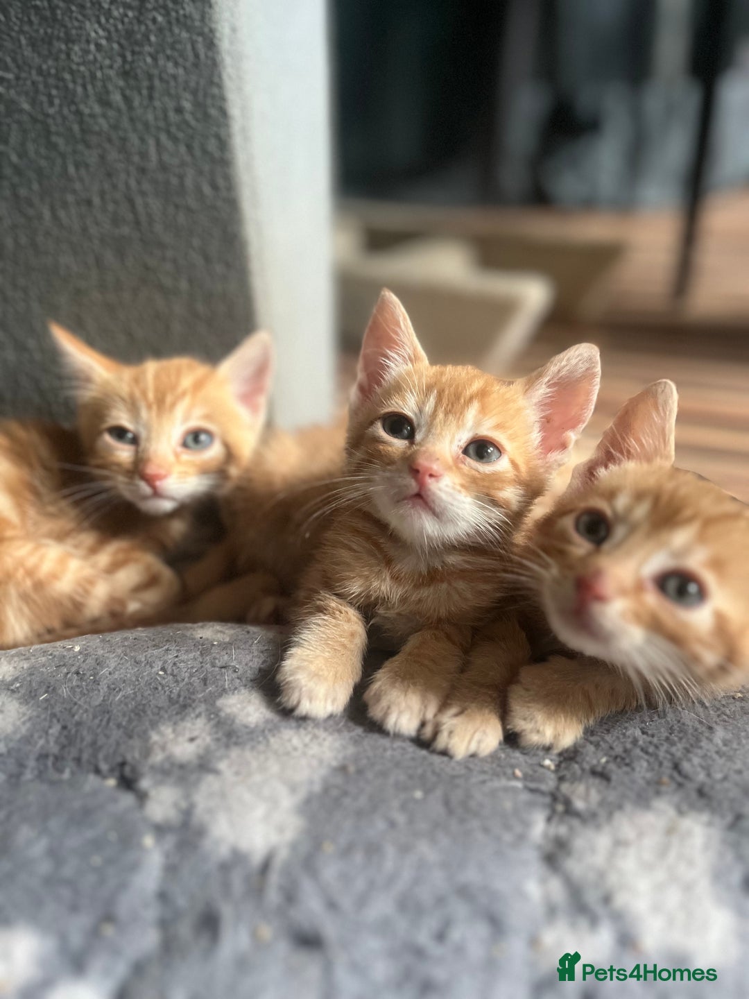 Bengal cats for sale: Bengal Kittens - Image 13